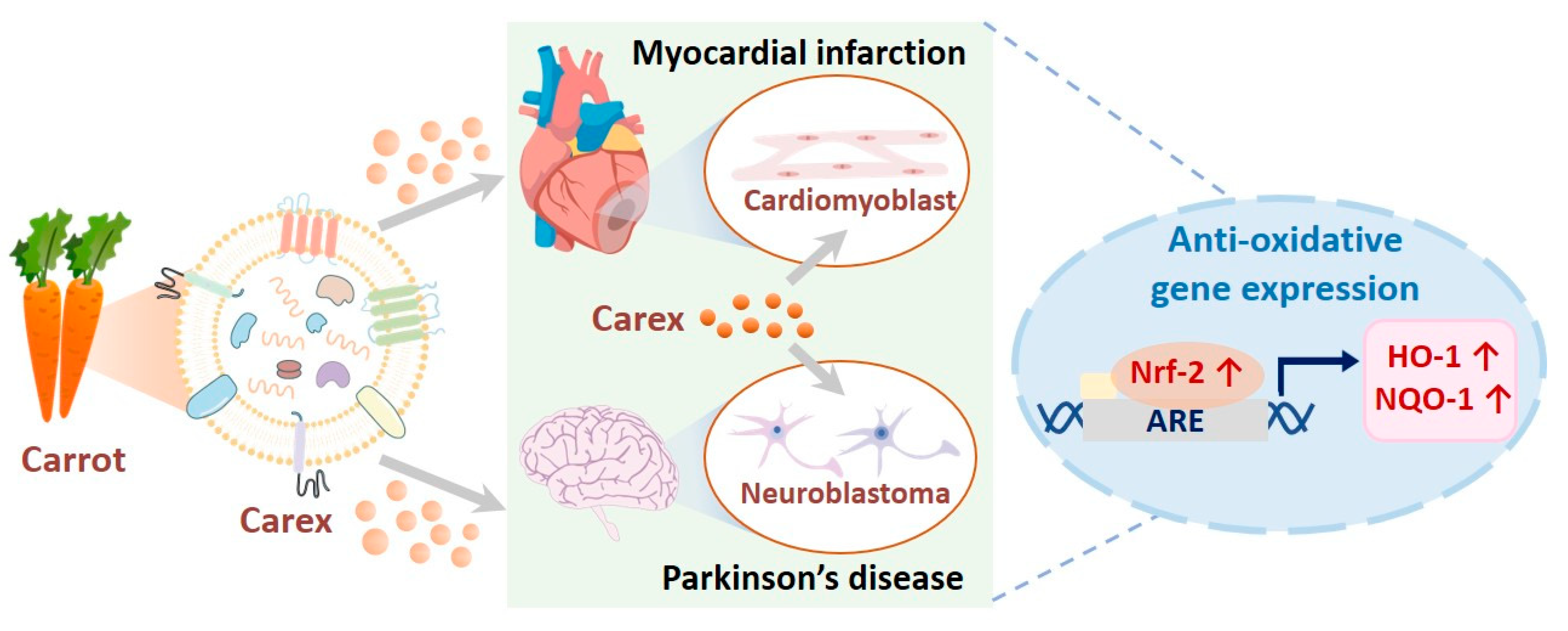 Carrot exosomes' antioxidant impact on heart and neural cells.